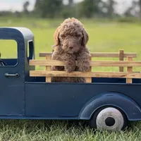 Lillian, a female Miniature Goldendoodle for sale in Nicholls, GA – Photo 1 of 9