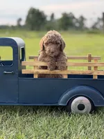 Lillian, a female Miniature Goldendoodle for sale in Nicholls, GA – Photo 1 of 9