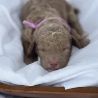 Lillian, a female Miniature Goldendoodle for sale in Nicholls, GA – Photo 5 of 9