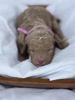 Lillian, a female Miniature Goldendoodle for sale in Nicholls, GA – Photo 5 of 9