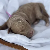 Lillian, a female Miniature Goldendoodle for sale in Nicholls, GA – Photo 7 of 9