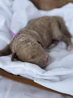 Lillian, a female Miniature Goldendoodle for sale in Nicholls, GA – Photo 7 of 9