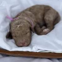 Lillian, a female Miniature Goldendoodle for sale in Nicholls, GA – Photo 9 of 9