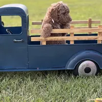 Lillian, a female Miniature Goldendoodle for sale in Nicholls, GA – Photo 3 of 9