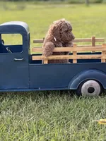 Lillian, a female Miniature Goldendoodle for sale in Nicholls, GA – Photo 3 of 9