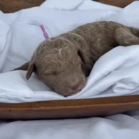 Lillian, a female Miniature Goldendoodle for sale in Nicholls, GA – Photo 8 of 9