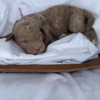 Lillian, a female Miniature Goldendoodle for sale in Nicholls, GA – Photo 6 of 9