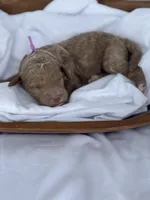 Lillian, a female Miniature Goldendoodle for sale in Nicholls, GA – Photo 6 of 9