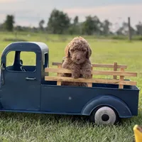 Lillian, a female Miniature Goldendoodle for sale in Nicholls, GA – Photo 2 of 9