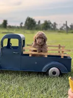 Lillian, a female Miniature Goldendoodle for sale in Nicholls, GA – Photo 2 of 9