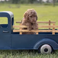 Lillian, a female Miniature Goldendoodle for sale in Nicholls, GA – Photo 4 of 9