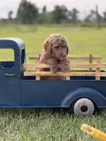 Lillian, a female Miniature Goldendoodle for sale in Nicholls, GA – Photo 4 of 9