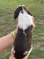 Trucker, a male English Springer Spaniel for sale in Nicholls, GA – 3 of 3