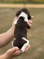 Taffy, a female English Springer Spaniel for sale in Nicholls, GA – Photo 2 of 4