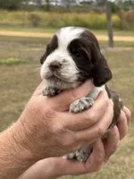 Taffy, a female English Springer Spaniel for sale in Nicholls, GA – Photo 1 of 4