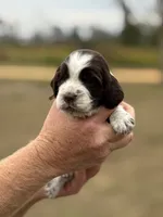 Taffy, a female English Springer Spaniel for sale in Nicholls, GA – Photo 3 of 4