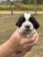 Taffy, a female English Springer Spaniel for sale in Nicholls, GA – Photo 4 of 4