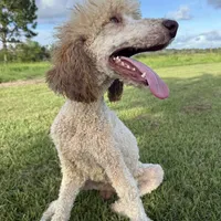 Guage, a male Poodle - Standard  for sale in Nicholls, GA – Photo 2 of 3