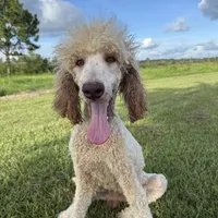 Guage, a male Poodle - Standard  for sale in Nicholls, GA – Photo 1 of 3