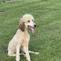 Guage, a male Poodle - Standard  for sale in Nicholls, GA – Photo 3 of 3