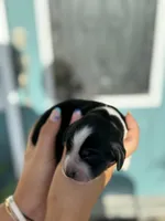Maysn (light yellow collar), a female English Springer Spaniel for sale in Nicholls, GA – Photo 7 of 9