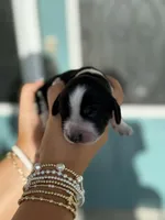 Maysn (light yellow collar), a female English Springer Spaniel for sale in Nicholls, GA – Photo 9 of 9