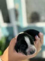 Maysn (light yellow collar), a female English Springer Spaniel for sale in Nicholls, GA – Photo 8 of 9