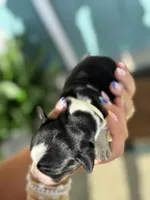 Maysn (light yellow collar), a female English Springer Spaniel for sale in Nicholls, GA – Photo 5 of 9