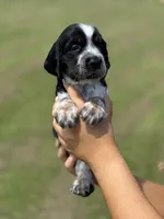 Maysn (light yellow collar), a female English Springer Spaniel for sale in Nicholls, GA – Photo 2 of 9