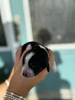 Maysn (light yellow collar), a female English Springer Spaniel for sale in Nicholls, GA – Photo 4 of 9