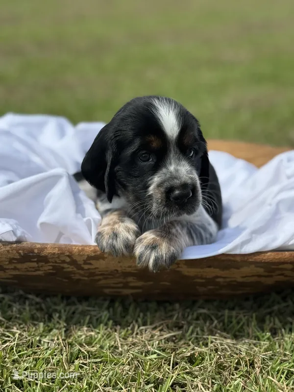 Maysn (light yellow collar)