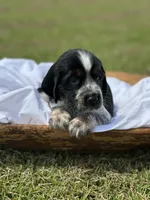 Maysn (light yellow collar), a female English Springer Spaniel for sale in Nicholls, GA – Photo 1 of 9