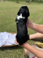 Maysn (light yellow collar), a female English Springer Spaniel for sale in Nicholls, GA – Photo 3 of 9