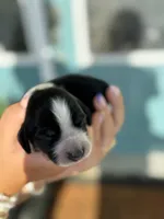 Maysn (light yellow collar), a female English Springer Spaniel for sale in Nicholls, GA – Photo 6 of 9