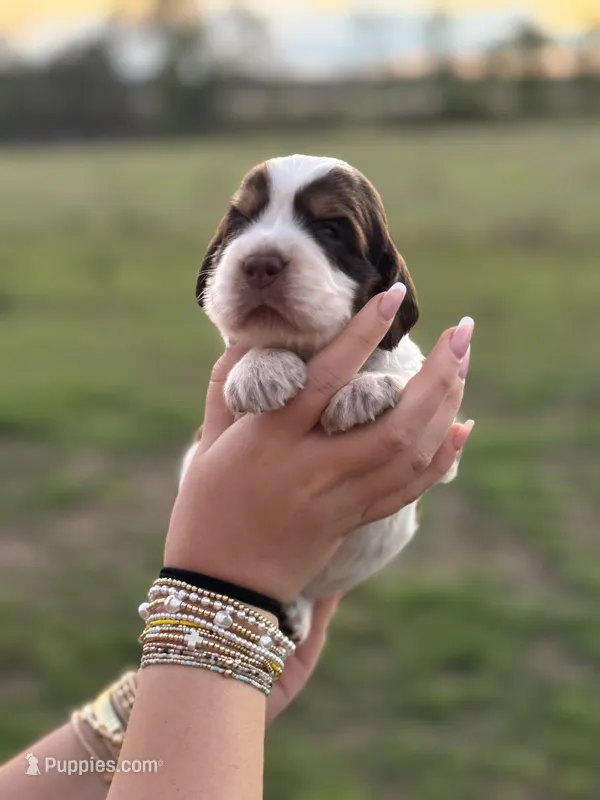 Trudy – English Springer Spaniel puppy for sale in Nicholls, GA