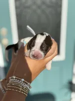 Elliott (grey collar), a male English Springer Spaniel for sale in Nicholls, GA – Photo 10 of 10
