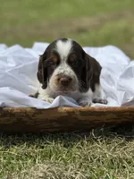 Elliott (grey collar), a male English Springer Spaniel for sale in Nicholls, GA – Photo 2 of 10