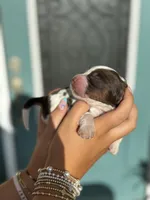 Elliott (grey collar), a male English Springer Spaniel for sale in Nicholls, GA – Photo 7 of 10