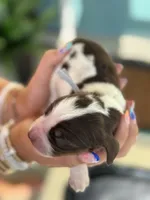 Elliott (grey collar), a male English Springer Spaniel for sale in Nicholls, GA – Photo 5 of 10