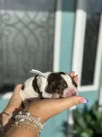 Elliott (grey collar), a male English Springer Spaniel for sale in Nicholls, GA – Photo 4 of 10