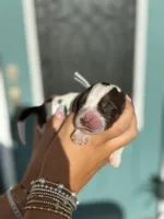 Elliott (grey collar), a male English Springer Spaniel for sale in Nicholls, GA – Photo 8 of 10