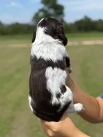 Elliott (grey collar), a male English Springer Spaniel for sale in Nicholls, GA – Photo 3 of 10