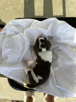 Elliott (grey collar), a male English Springer Spaniel for sale in Nicholls, GA – Photo 9 of 10