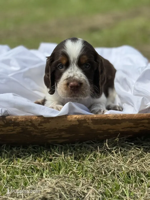 Elliott (grey collar)