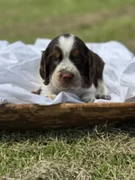 Elliott (grey collar), a male English Springer Spaniel for sale in Nicholls, GA – Photo 1 of 10