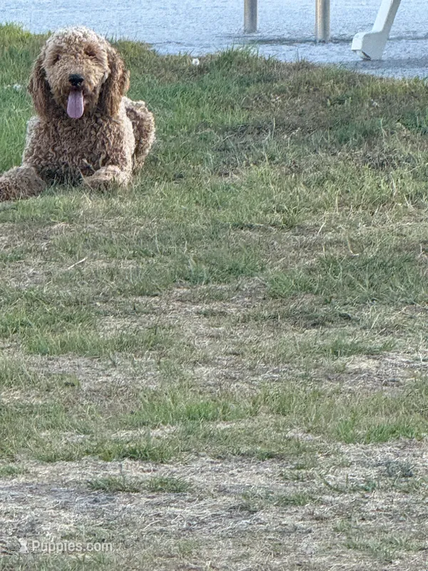 Loli  – Miniature Goldendoodle puppy for sale in Nicholls, GA