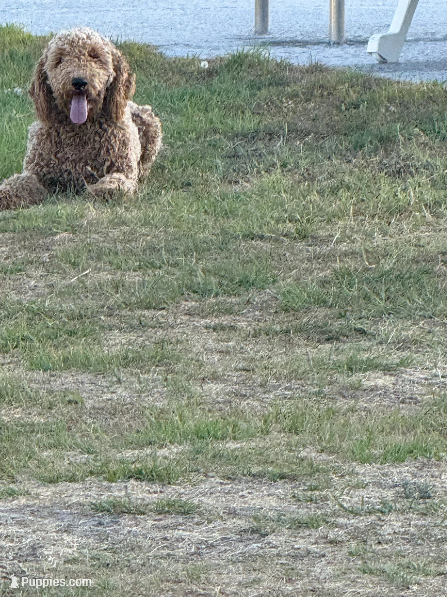 Loli , a female Miniature Goldendoodle for sale in Nicholls, GA – 1 of 2