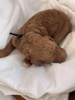 Leo (black collar), a male Miniature Goldendoodle for sale in Nicholls, GA – Photo 7 of 8