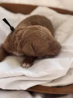 Leo (black collar), a male Miniature Goldendoodle for sale in Nicholls, GA – Photo 6 of 8