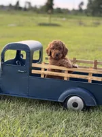 Leo (black collar), a male Miniature Goldendoodle for sale in Nicholls, GA – Photo 1 of 8